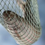 fish net winning catching catch