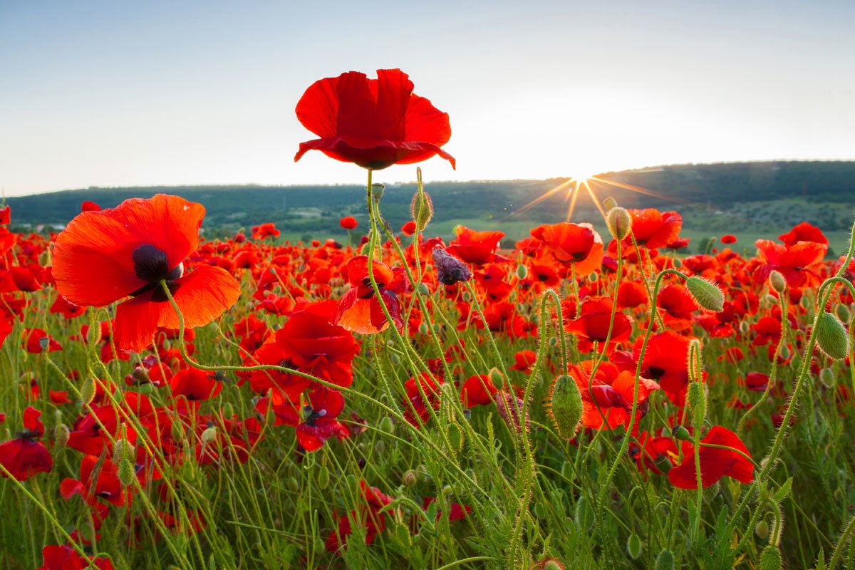 what-is-tall-poppy-syndrome-and-how-to-deal-with-it-h2mp